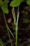 White edge sedge